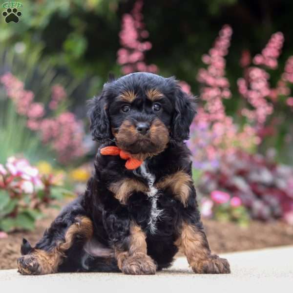Chase, Cavapoo Puppy